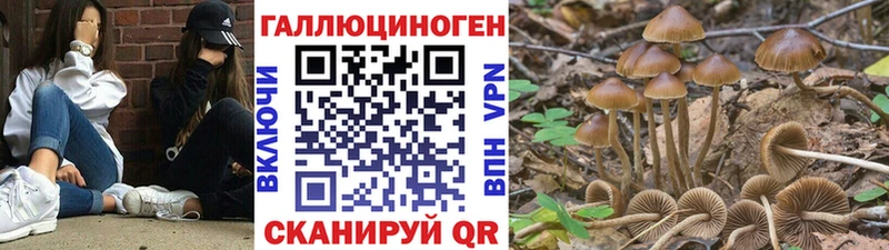 Галлюциногенные грибы Cubensis Райчихинск